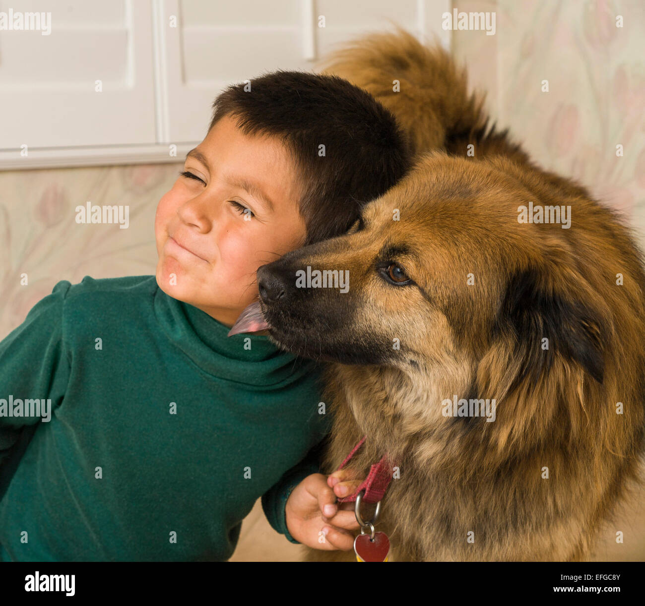 Young Mexican heritage 6-7-8 year years old child playing dog grimaces  Shepherd-Chow mix dog licks licking face side view profile close up MR  © Myrleen Pearson Stock Photo
