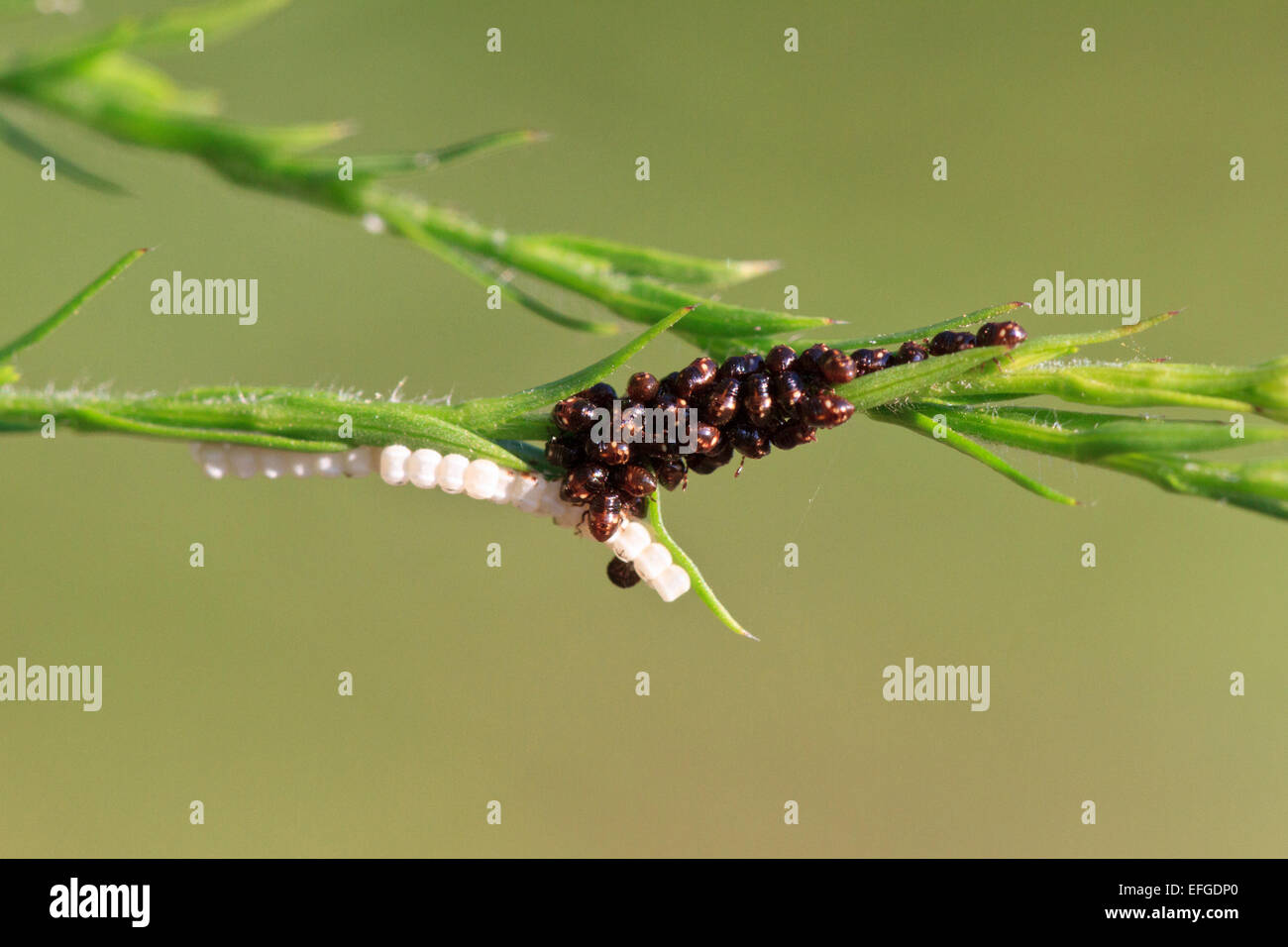 Insect Nymph Casing Stink bug nymphs and egg casings Stock Photo - Alamy