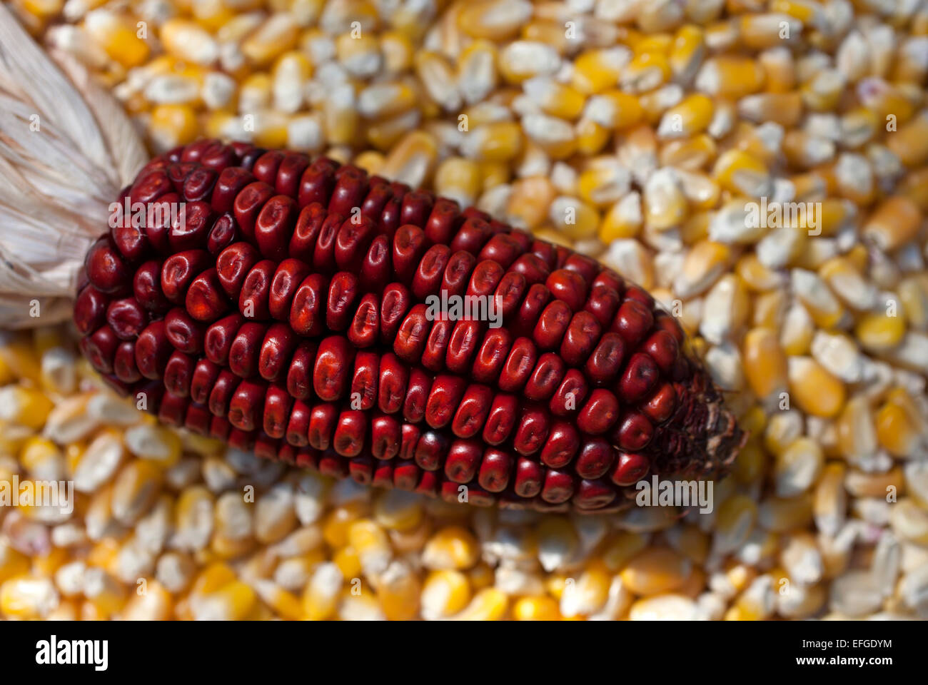 Red Corn On Top Of Yellow Corn Seeds In Tepetlixpa Seed Bank Created By Tomas Villanueva Buendia Tomaicito Stock Photo Alamy