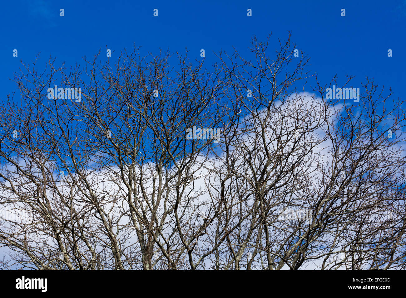 Dormant tree branches against deep blue sky in winter USA Stock Photo