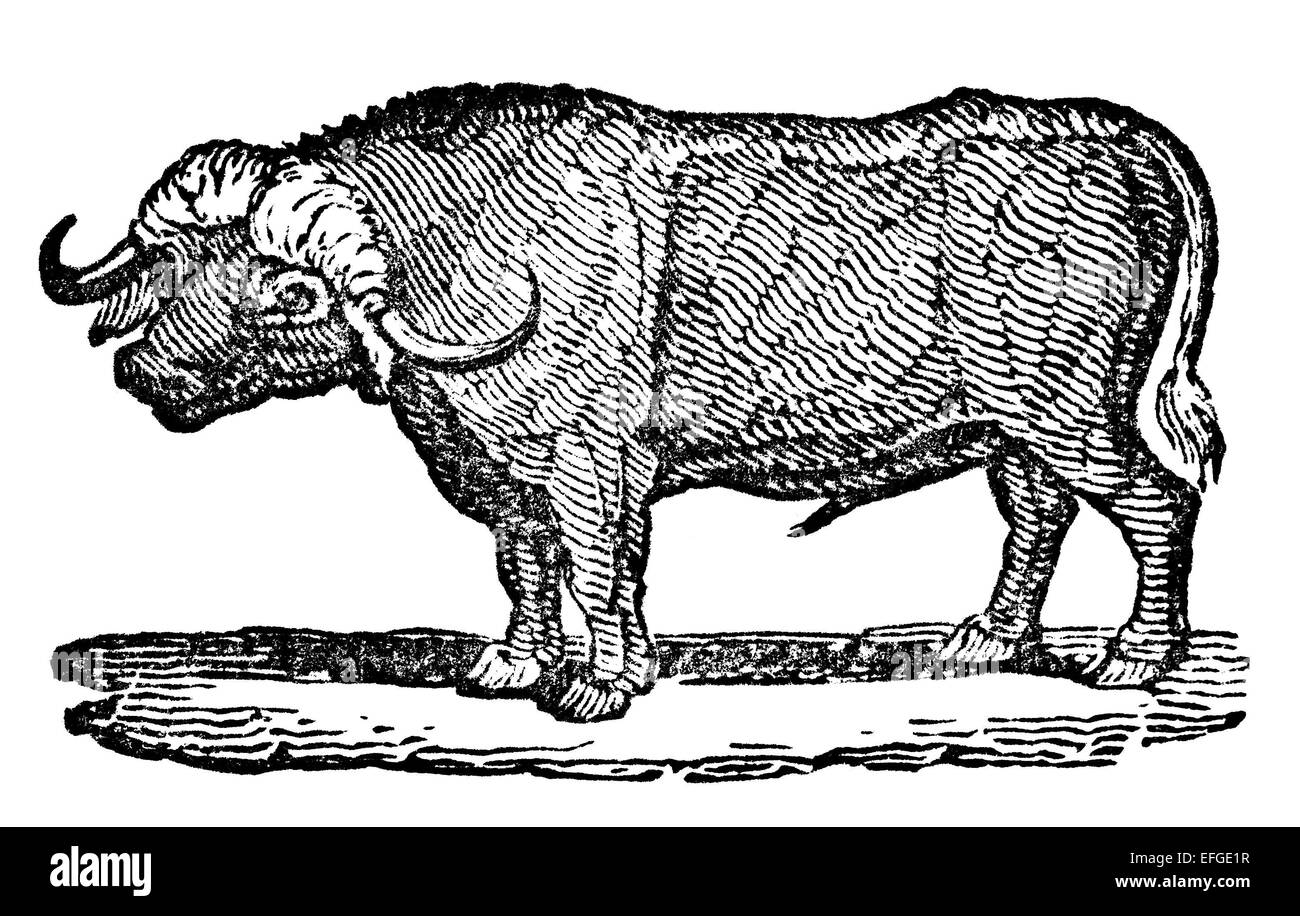 Victorian engraving of a water buffalo. Digitally restored image from a