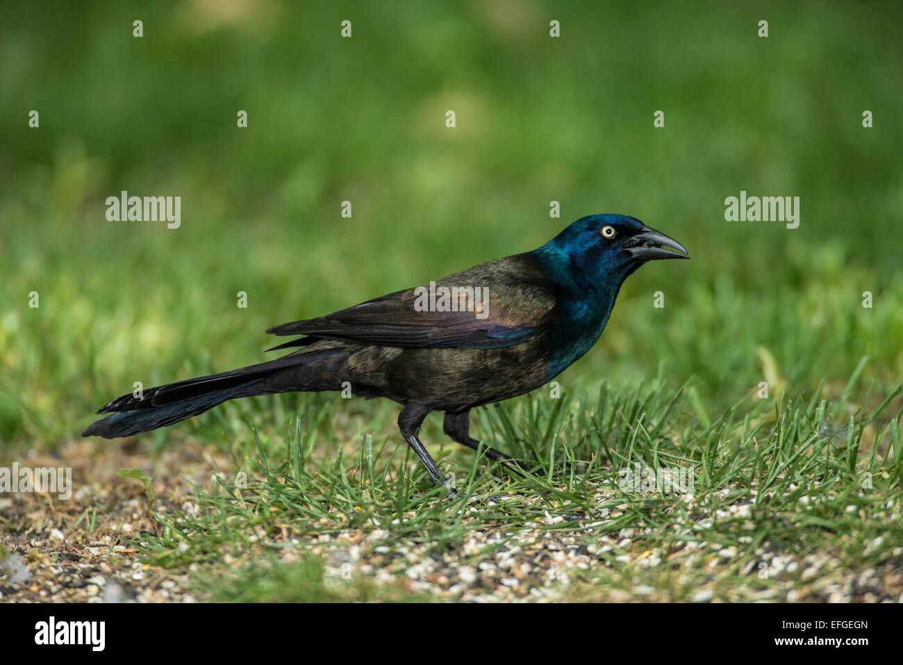 Male Common Grackle foraging on ground for spilled seeds. Stock Photo