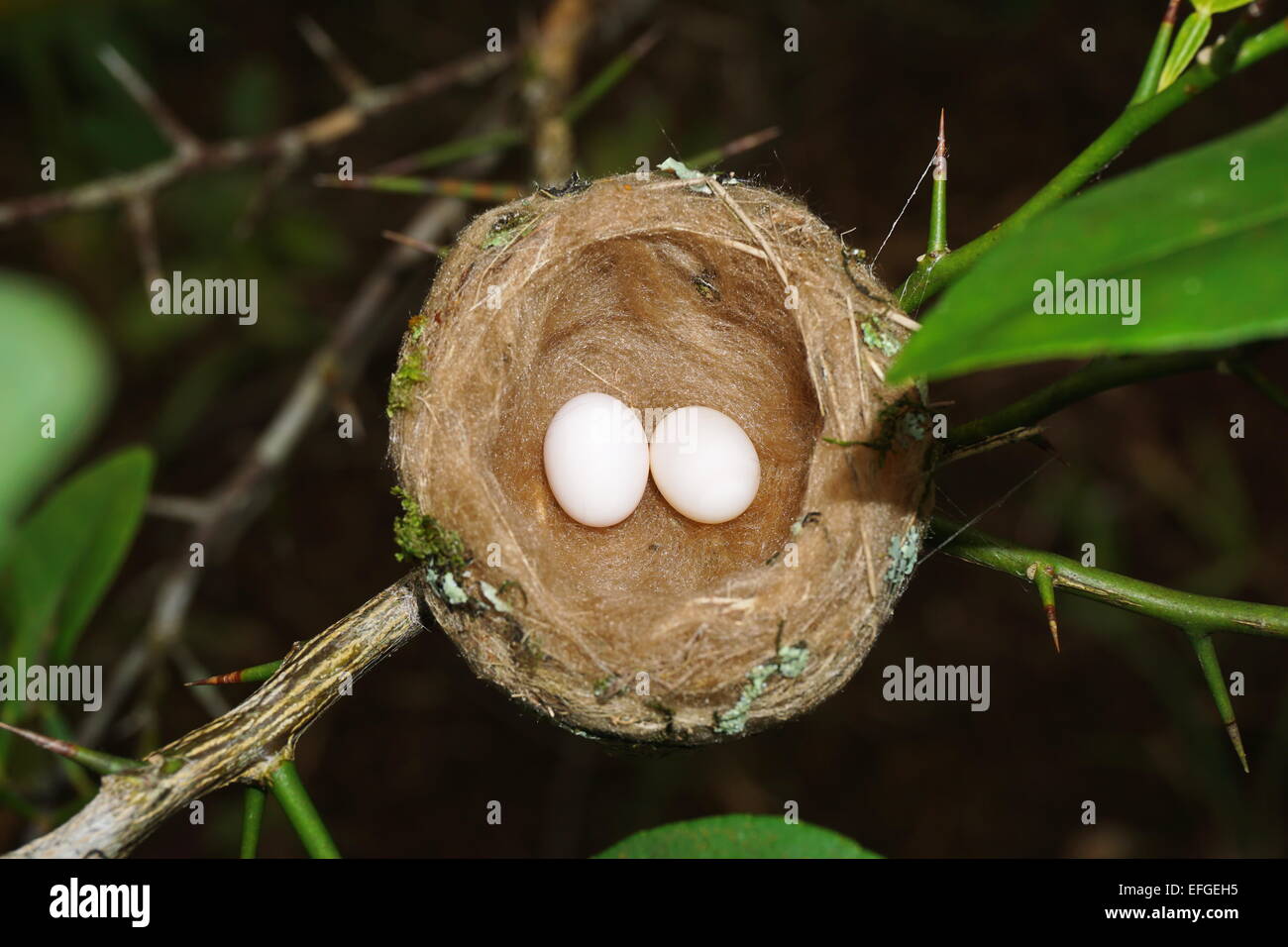 what color are hummingbirds eggs