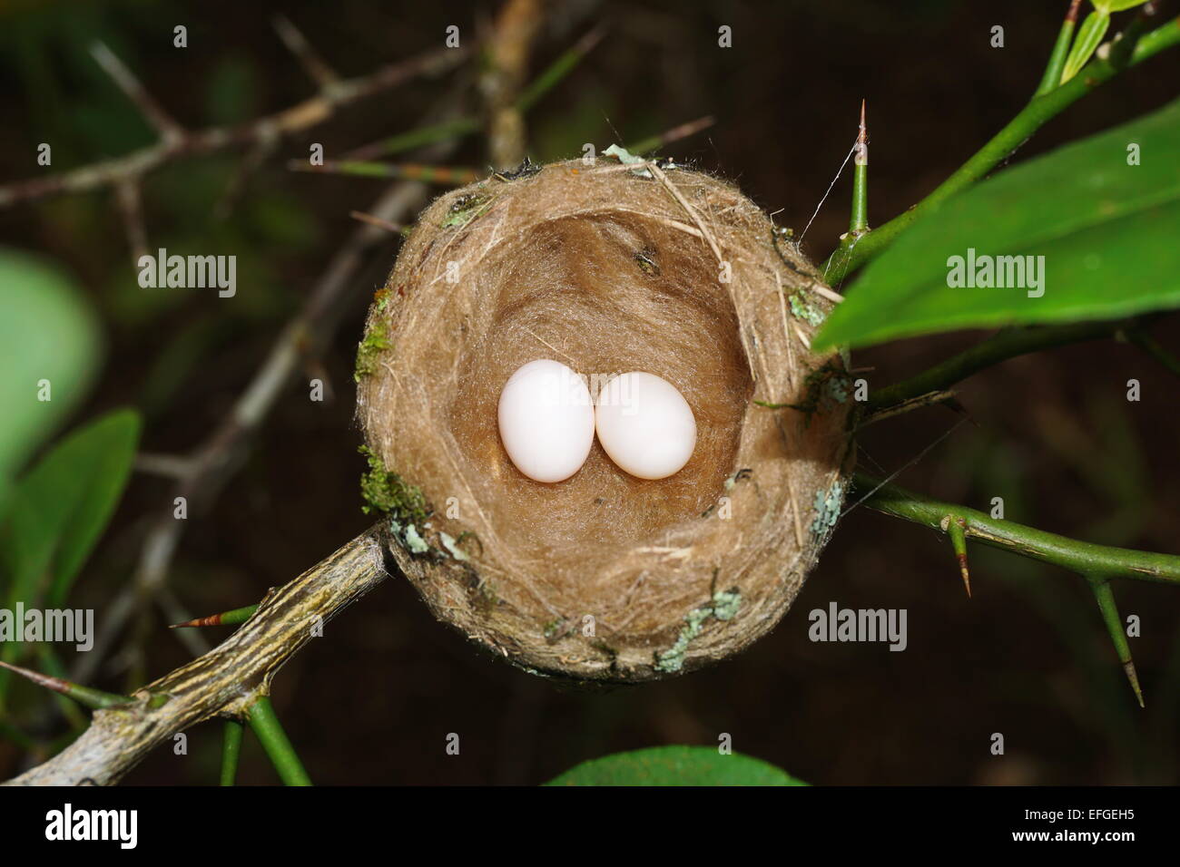 Bee Hummingbird Egg