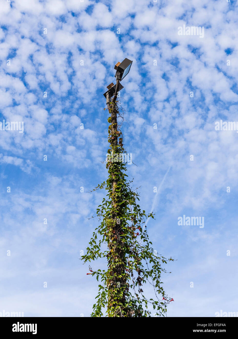 An overgrown trumpet vine takes over a very tall light pole  with beautiful deep blue sky with lightly broken clouds. Stock Photo