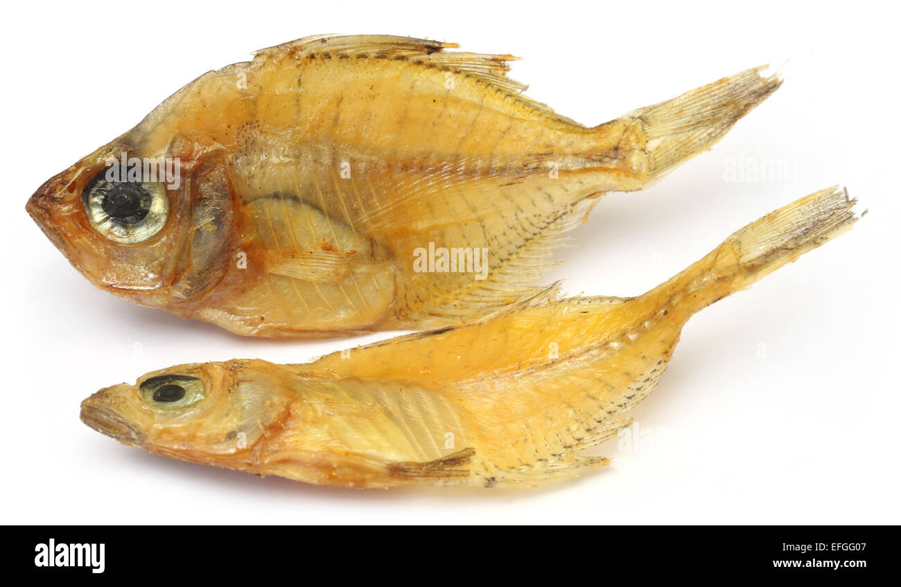 humphead glassfish humphead glassfish