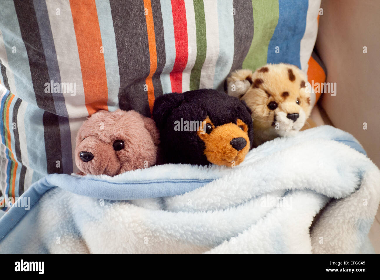 Two stuffed bears and one stuffed cheetah, cozy in a blanket Stock