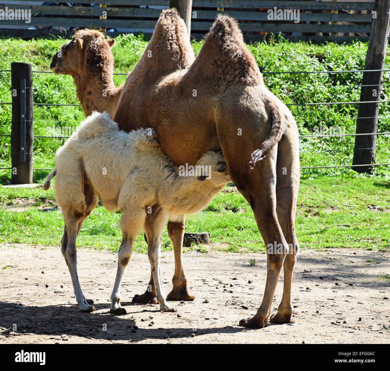 Young camel with her mother Stock Photo