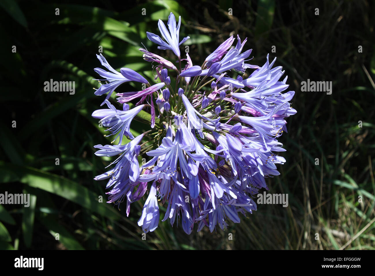 Agapanthus that is commonly found along the Great Ocean Road in Australia Stock Photo