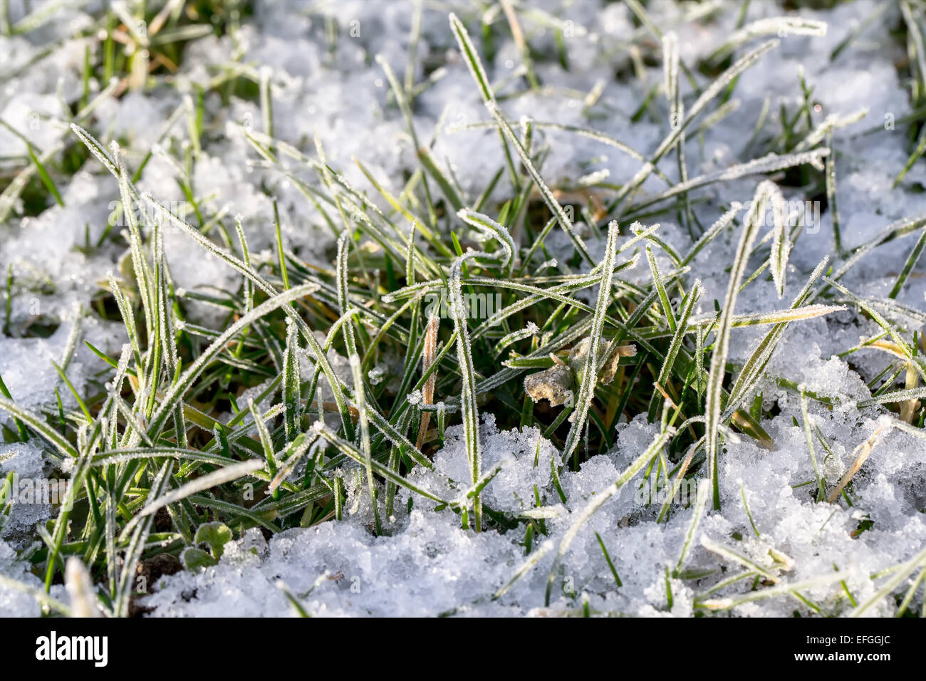 Closeup of frozen crystals on grass blades with snow, winter scene Stock Photo