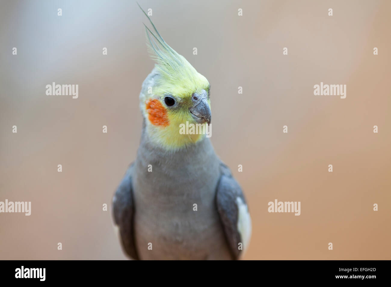 Cockatiel nymphicus hollandicus hi-res stock photography and images - Alamy