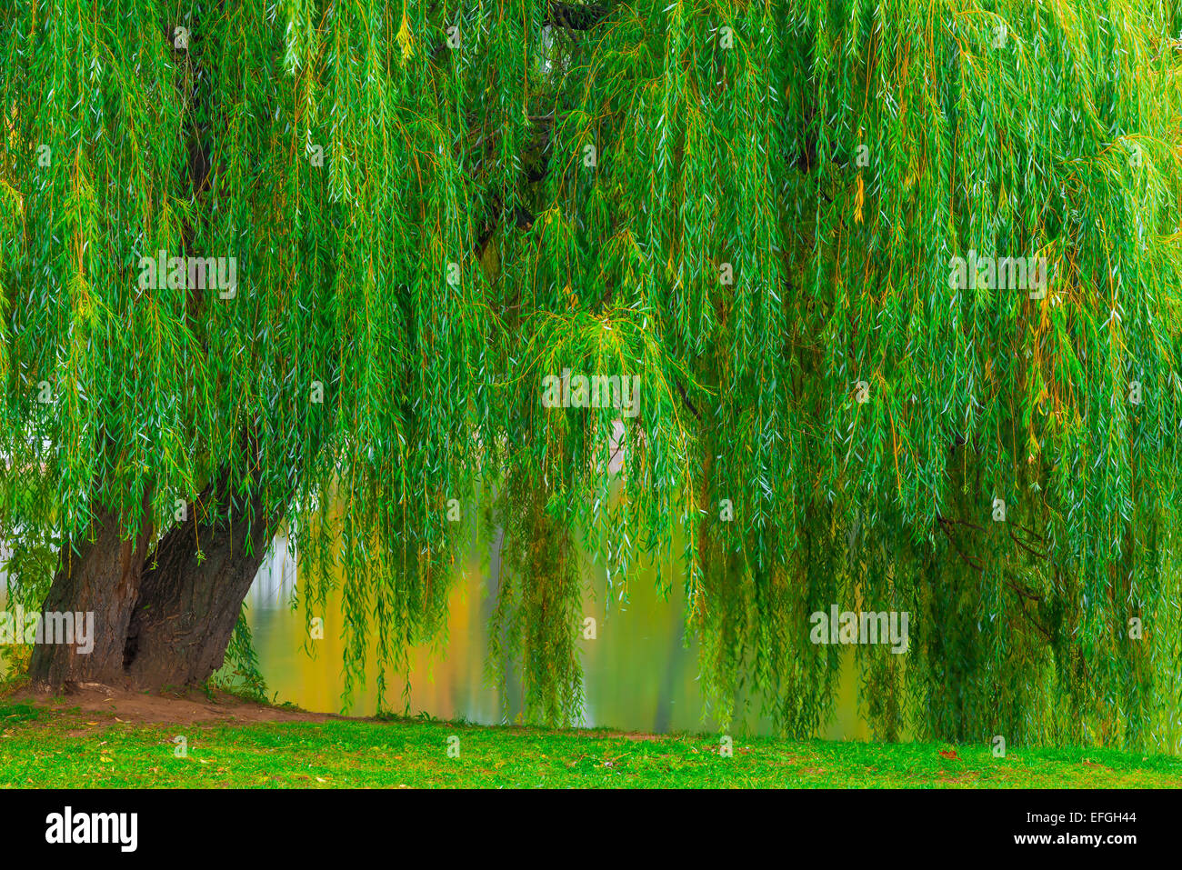 Ивовые ветки. Ветки ивы в воде. Зеленые ветви ивы. Зеленую увидишь повсюду в огородах в садах у проезжих дорог. Зеленую иву увидишь повсюду.