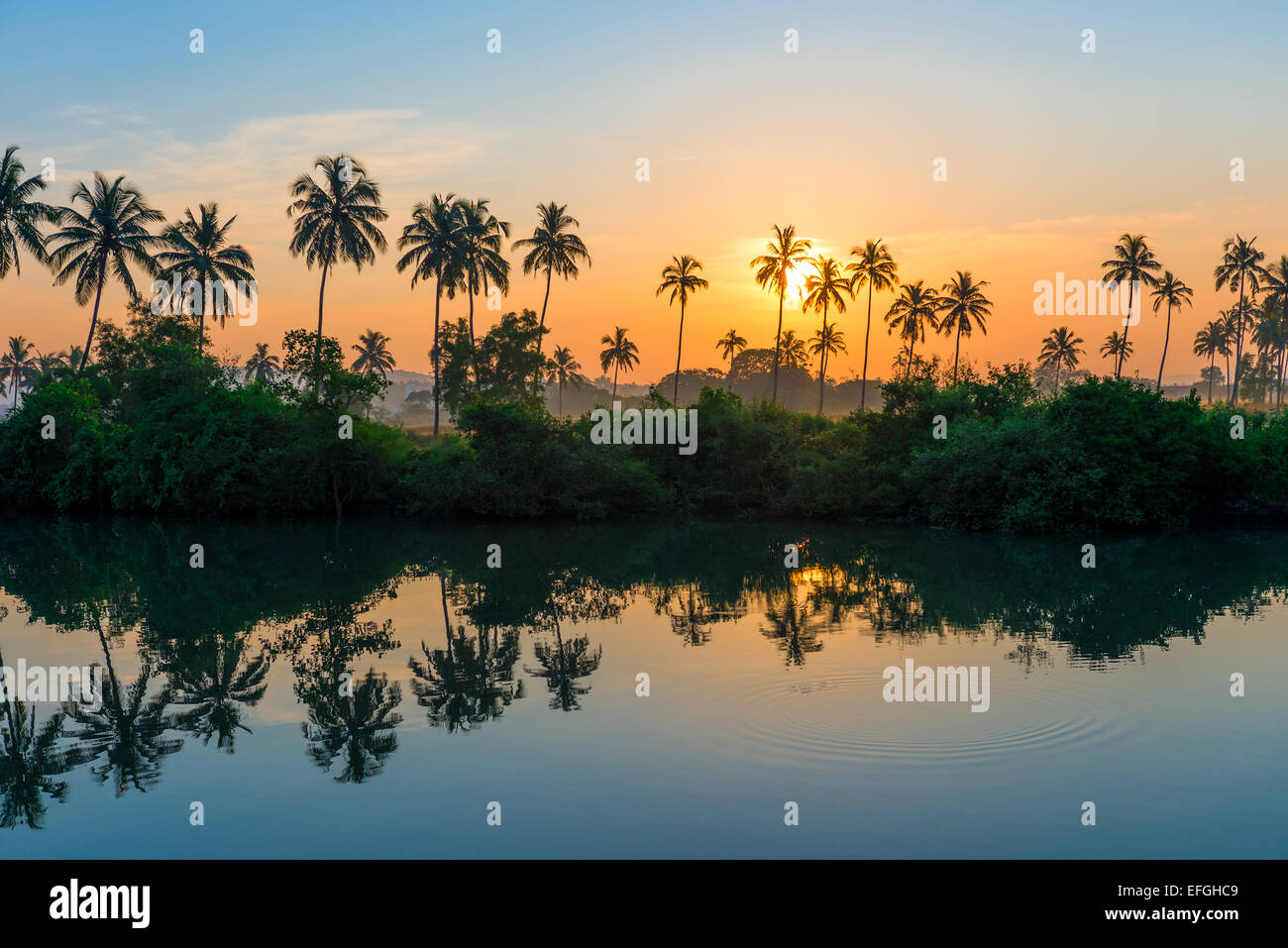 rows of palm trees reflected in a lake at dawn Stock Photo