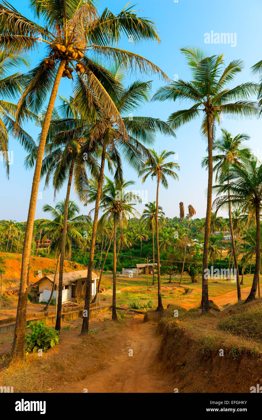 grove with tall coconut trees in India Stock Photo