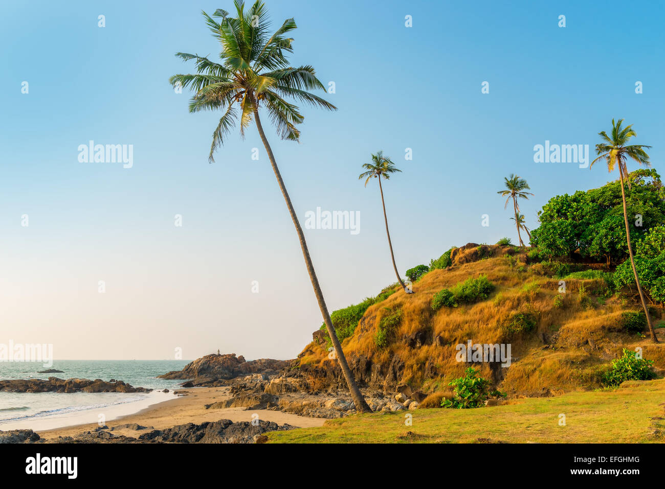 hill with coconut palm trees in a tropical resort location Stock Photo