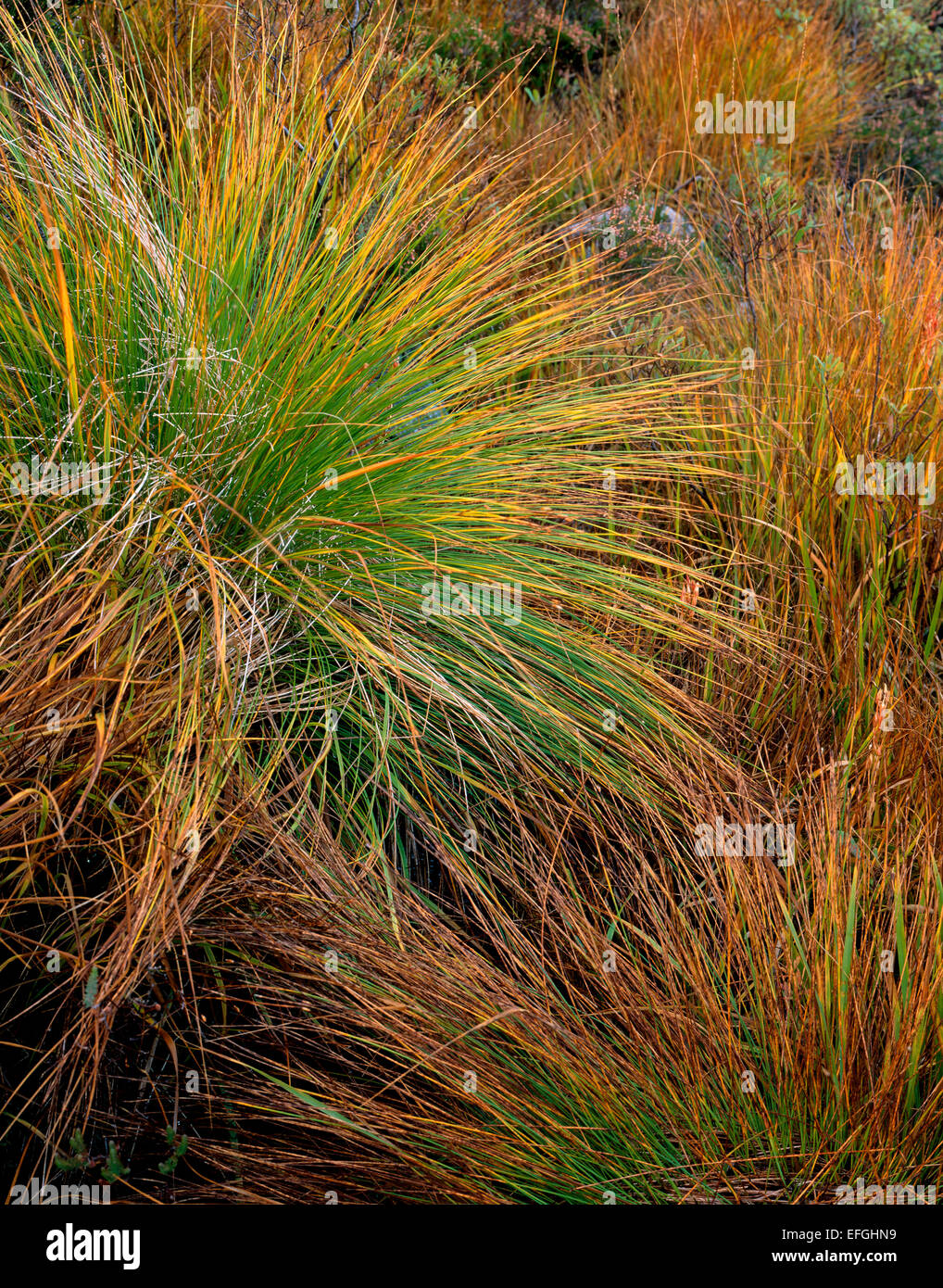 Moor grasses changing from their summer to autumn colours on Rannoch Moor, Lochaber, Scottish Highlands Stock Photo