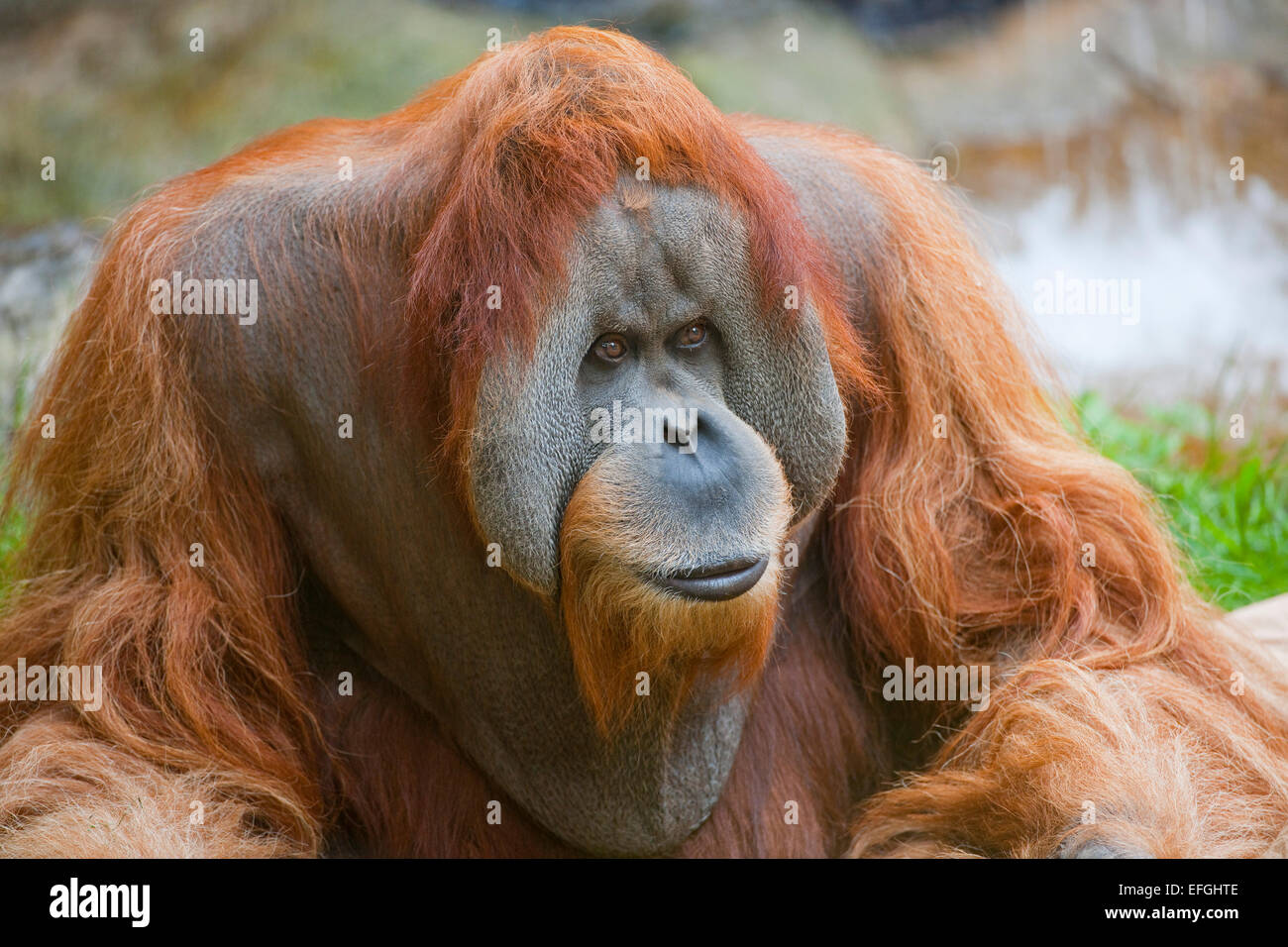 Sumatran Orangutan (Pongo abelii), male, captive, Saxony, Germany Stock Photo