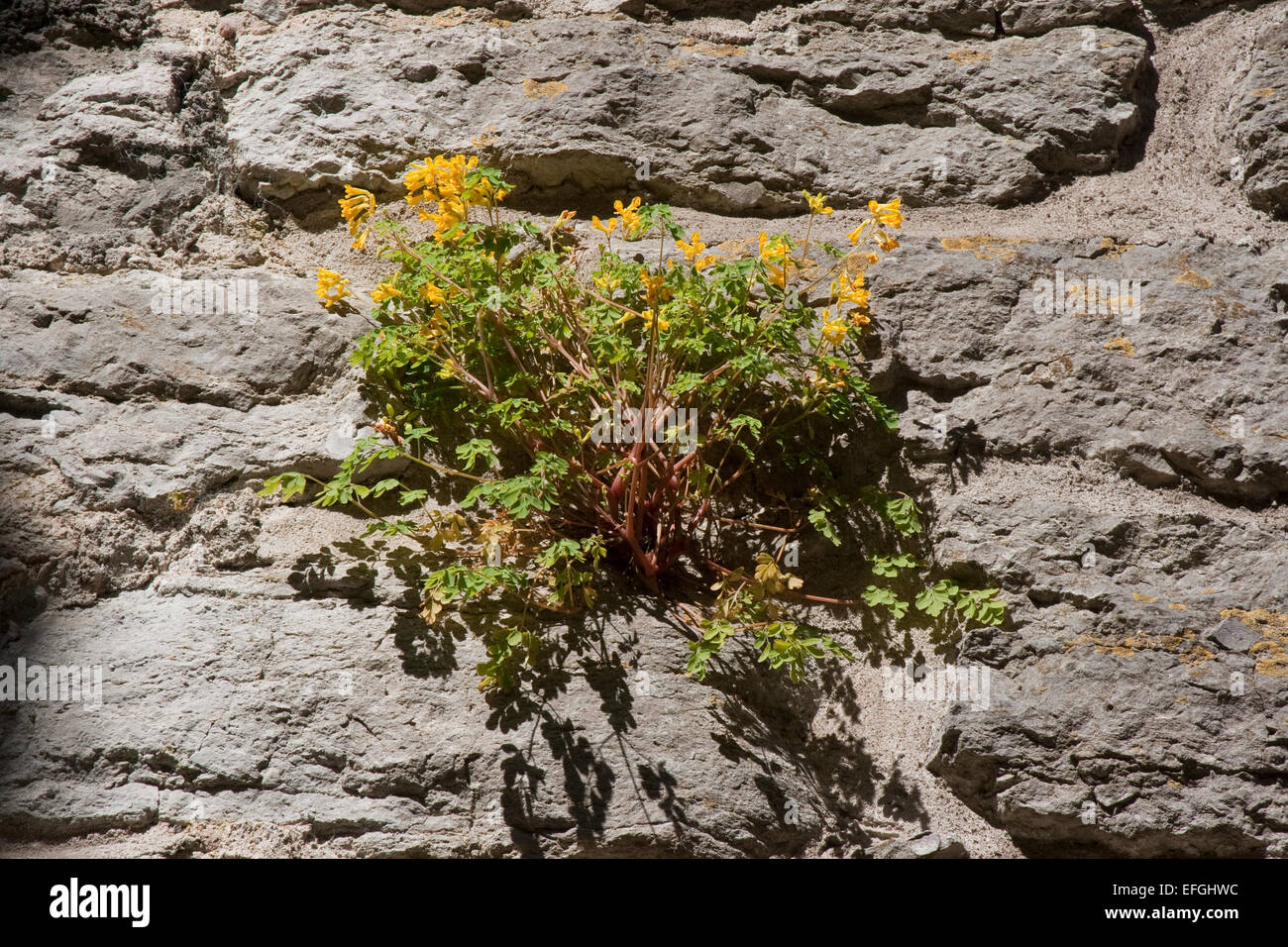 Flowering Yellow Corydalis (Pseudofumaria lutea) on wall in Visby Stock Photo