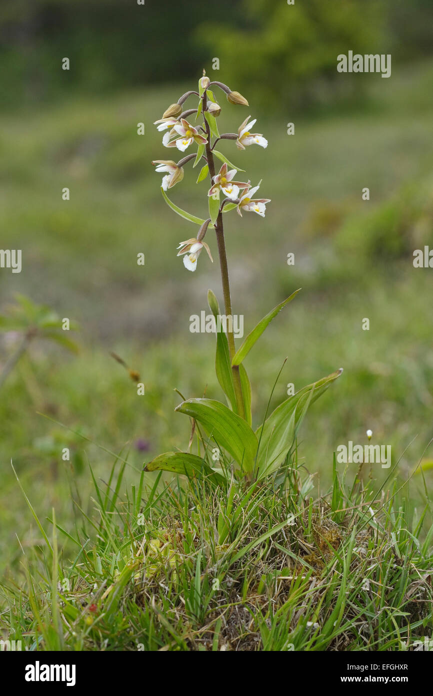 Flowering Marsh Helleborine (Epipactis palustris), Gotland Stock Photo