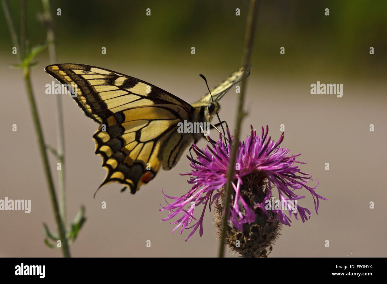 Common Yellow Swallowtail (Papilio machaon) on flowering Knapweed Stock Photo