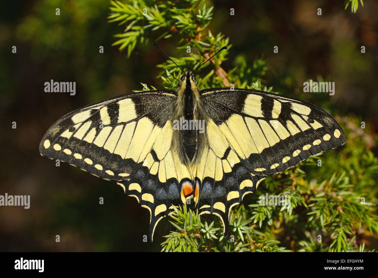 Common Yellow Swallowtail (Papilio machaon), Stock Photo