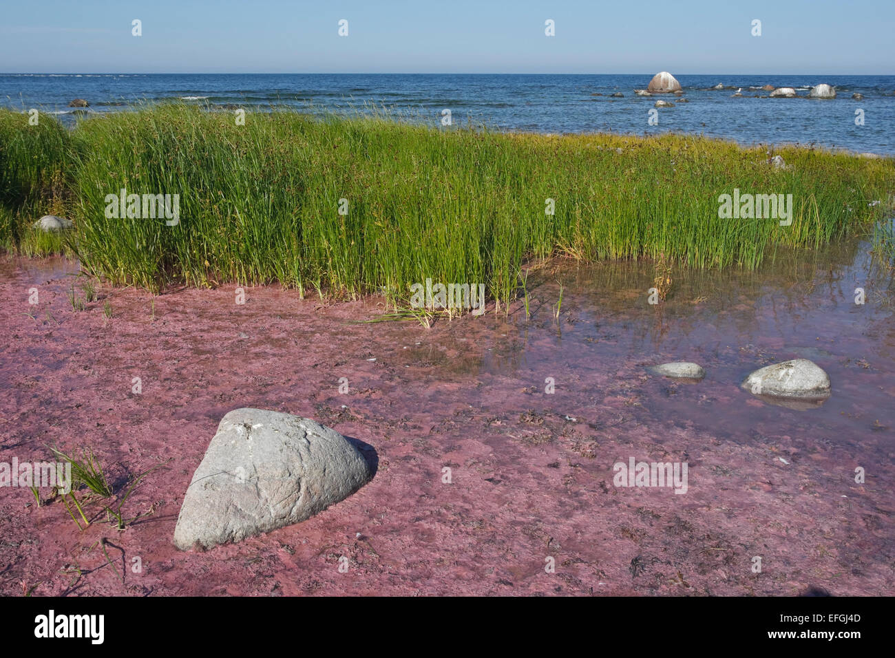 Purple sulfur bacteria in the nature reserve Husrygg in southwestern Gotland. Great Fen-sedge (Cladium mariscus) in the behind Stock Photo