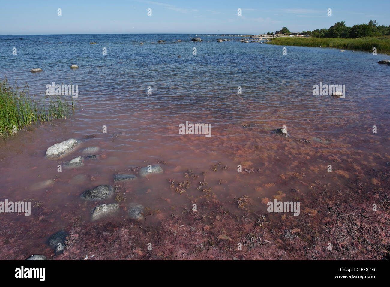 Purple sulfur bacteria in the nature reserve Husrygg in southwestern Gotland. Stock Photo