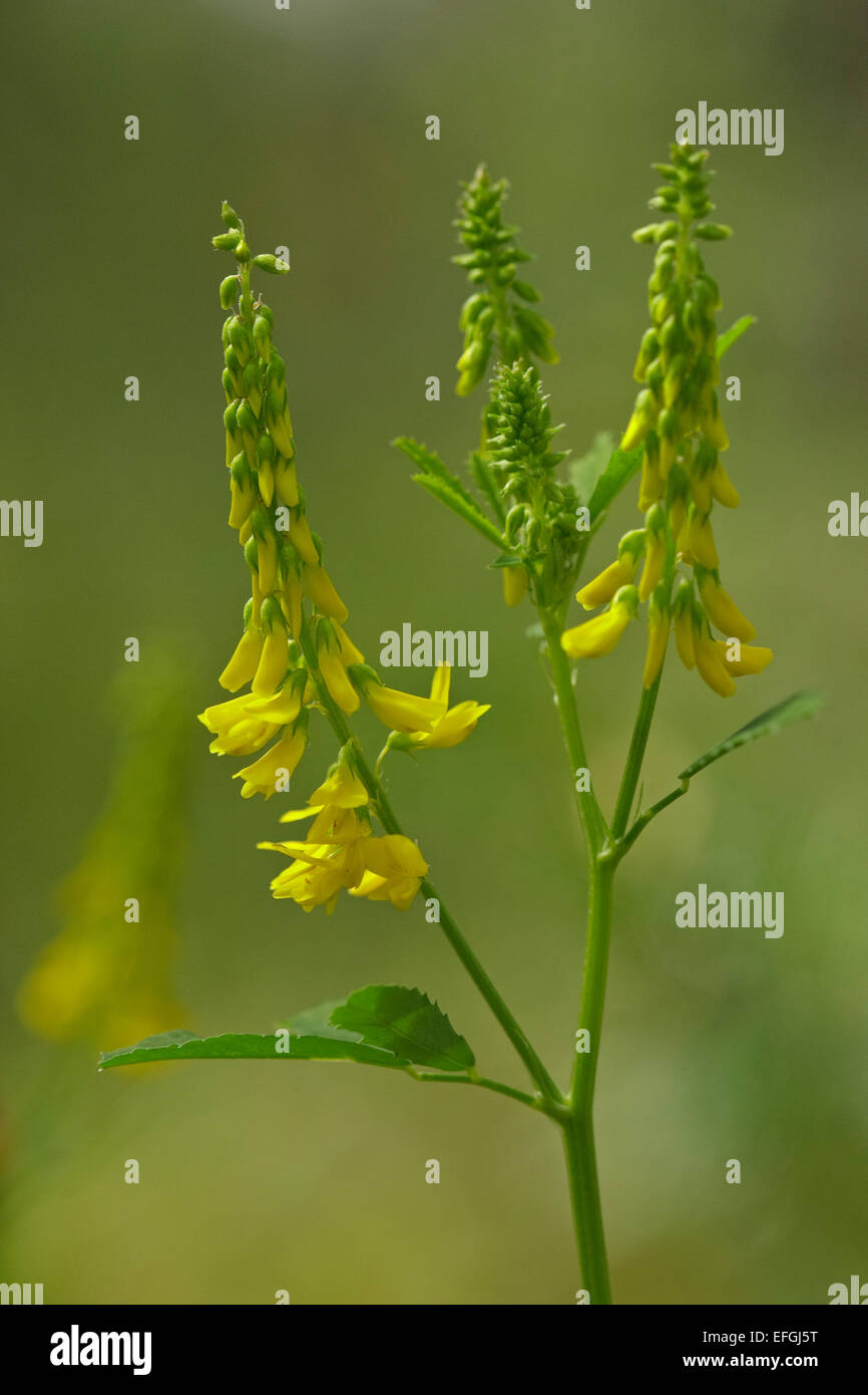 Flowering Tall Melilot (Melilotus altissimus) Stock Photo