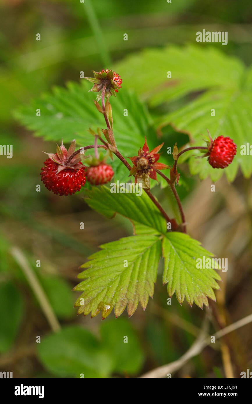 Wild Strawberry (Fragaria vesca) with berries Stock Photo