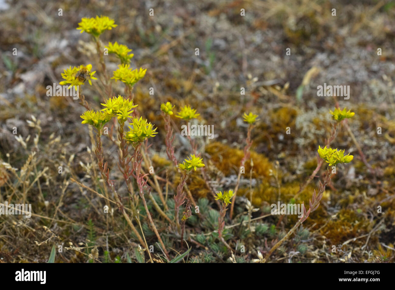 Flowering Reflexed Stonecrop (Sedum rupestre) Stock Photo