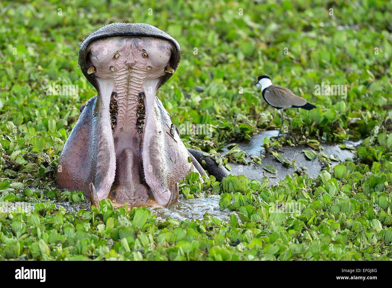 Hippopotamus (Hippopotamus amphibicus), female in stagnant waters with aquatic plants, close-up, yawning Stock Photo