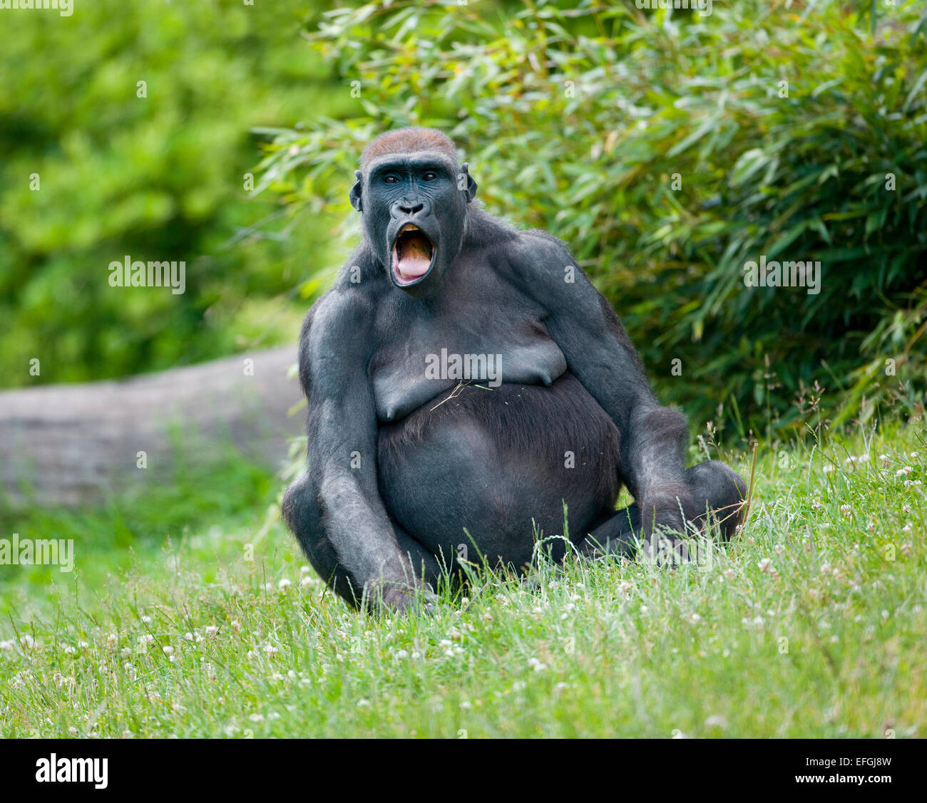 Western Lowland Gorilla (Gorilla gorilla gorilla), female screaming, captive, Saxony, Germany Stock Photo