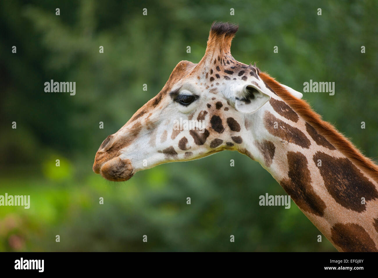 Rothschild's Giraffe (Giraffa camelopardalis rothschildi), captive, Saxony, Germany Stock Photo