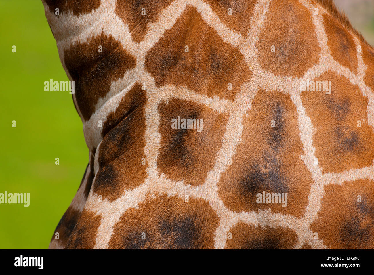 Rothschild's Giraffe (Giraffa camelopardalis rothschildi), fur detail, captive, Saxony, Germany Stock Photo