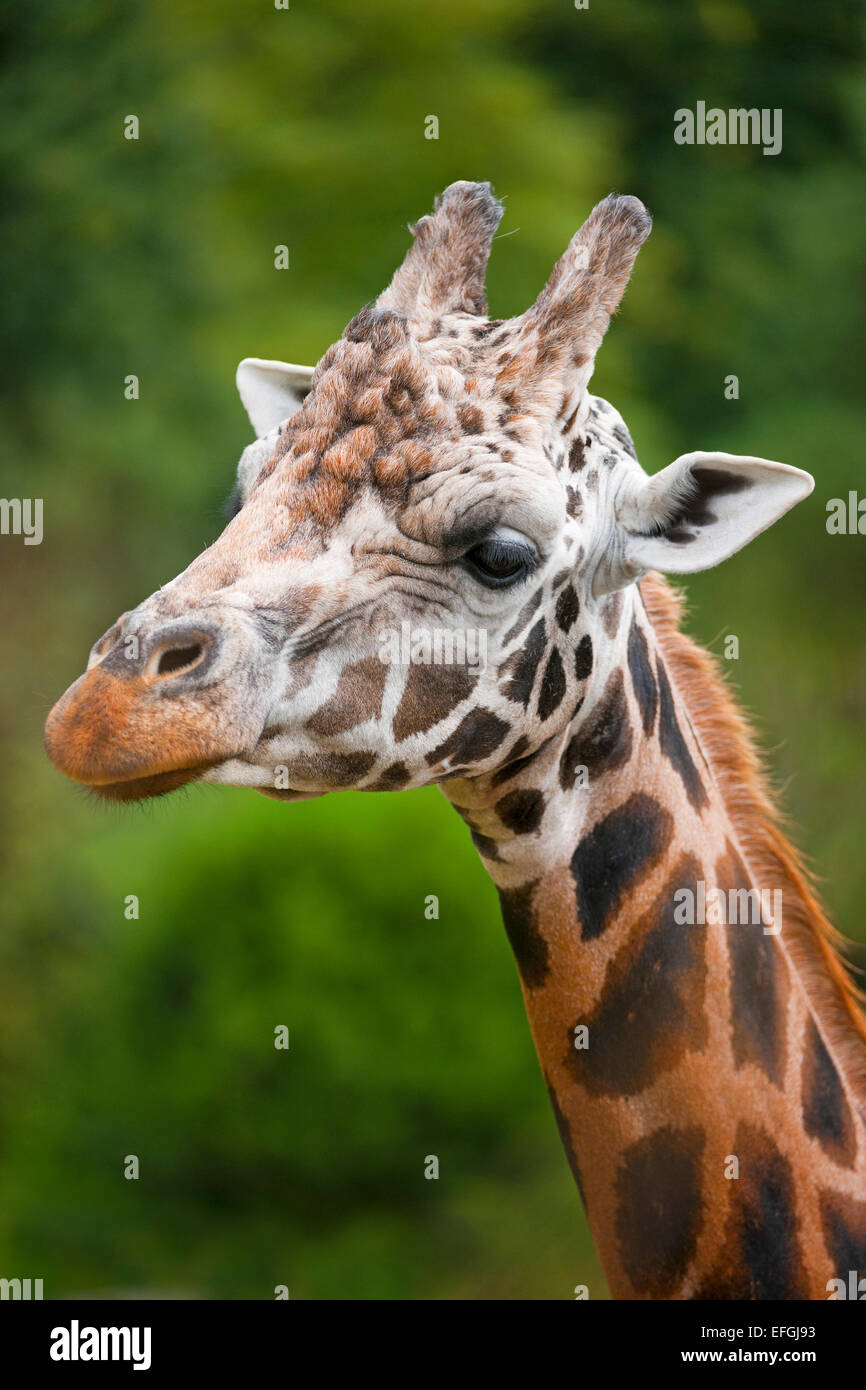 Rothschild's Giraffe (Giraffa camelopardalis rothschildi), captive, Saxony, Germany Stock Photo