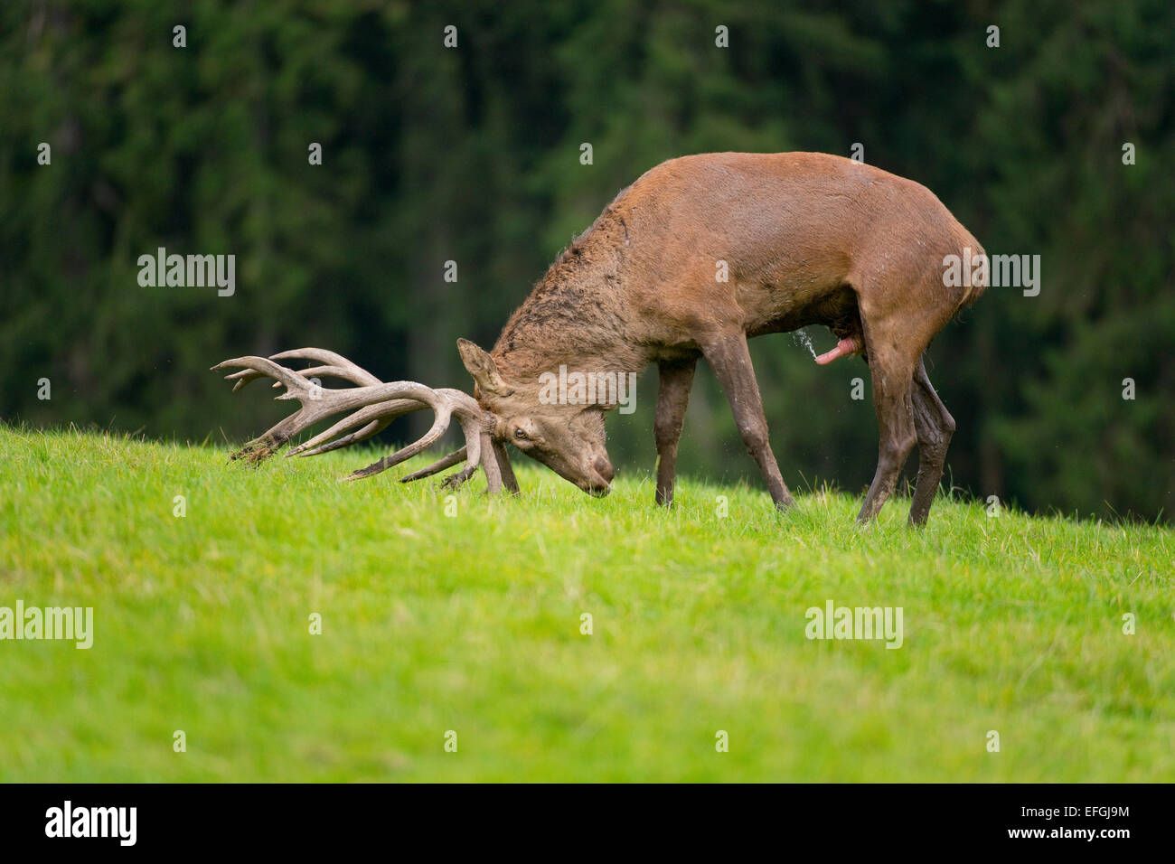 Red Deer (Cervus elaphus), stag, in the rut, excited deer pushing its antlers into the ground, captive, Lower Saxony, Germany Stock Photo