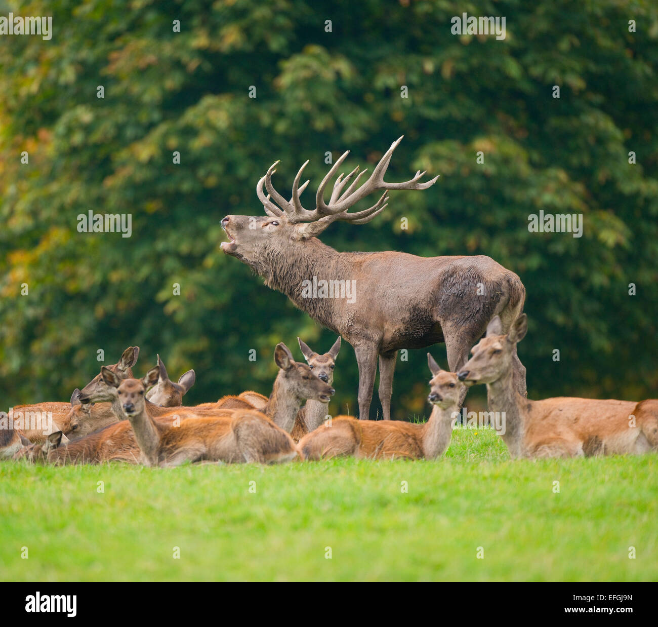 Red Deer (Cervus elaphus), stag, bellowing during the rut, captive, Lower Saxony, Germany Stock Photo