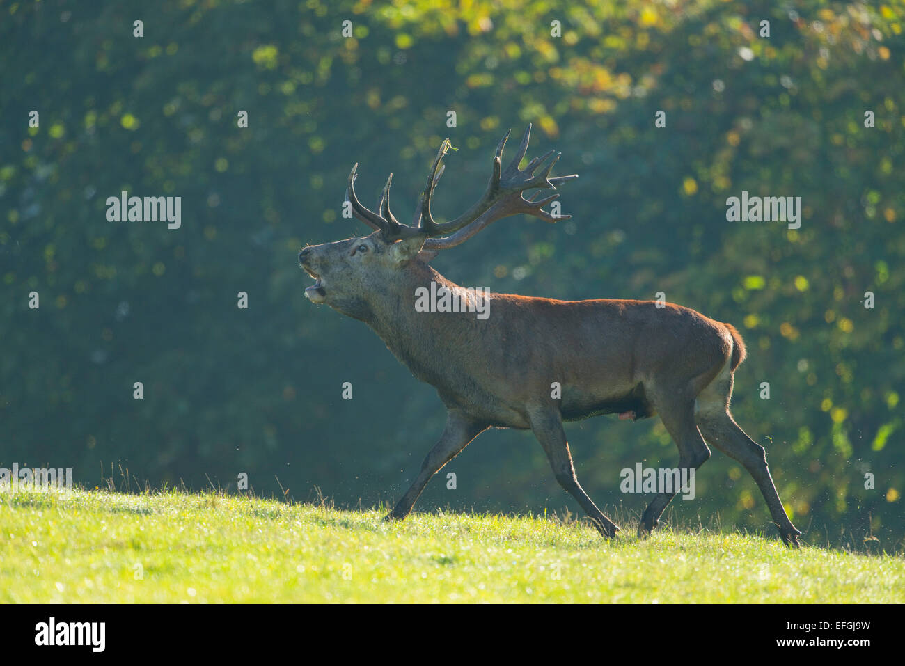 Red Deer (Cervus elaphus), stag, bellowing during the rut, captive, Lower Saxony, Germany Stock Photo