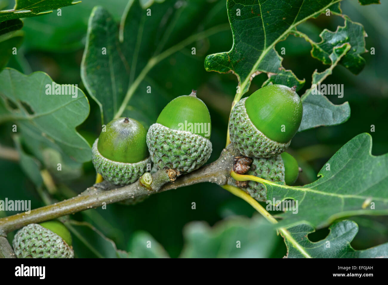 Acorns of the Downy Oak or Pubescent Oak (Quercus pubescens), Alsace, France Stock Photo