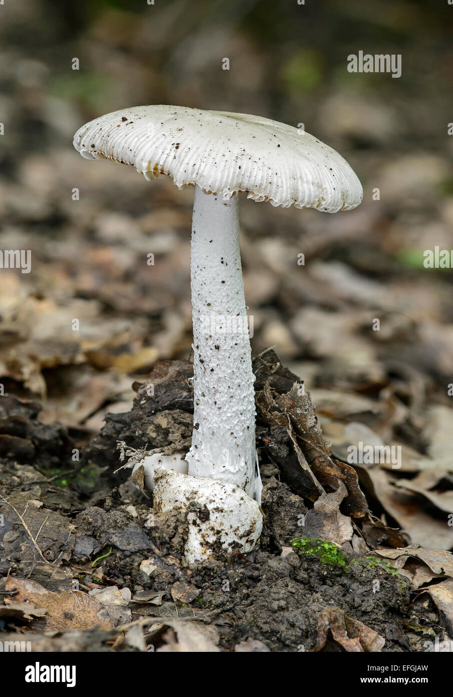 Volvariella mushroom (Volvariella spec.) with the typical volva at the stem base, saprobiont, inedible, Switzerland Stock Photo