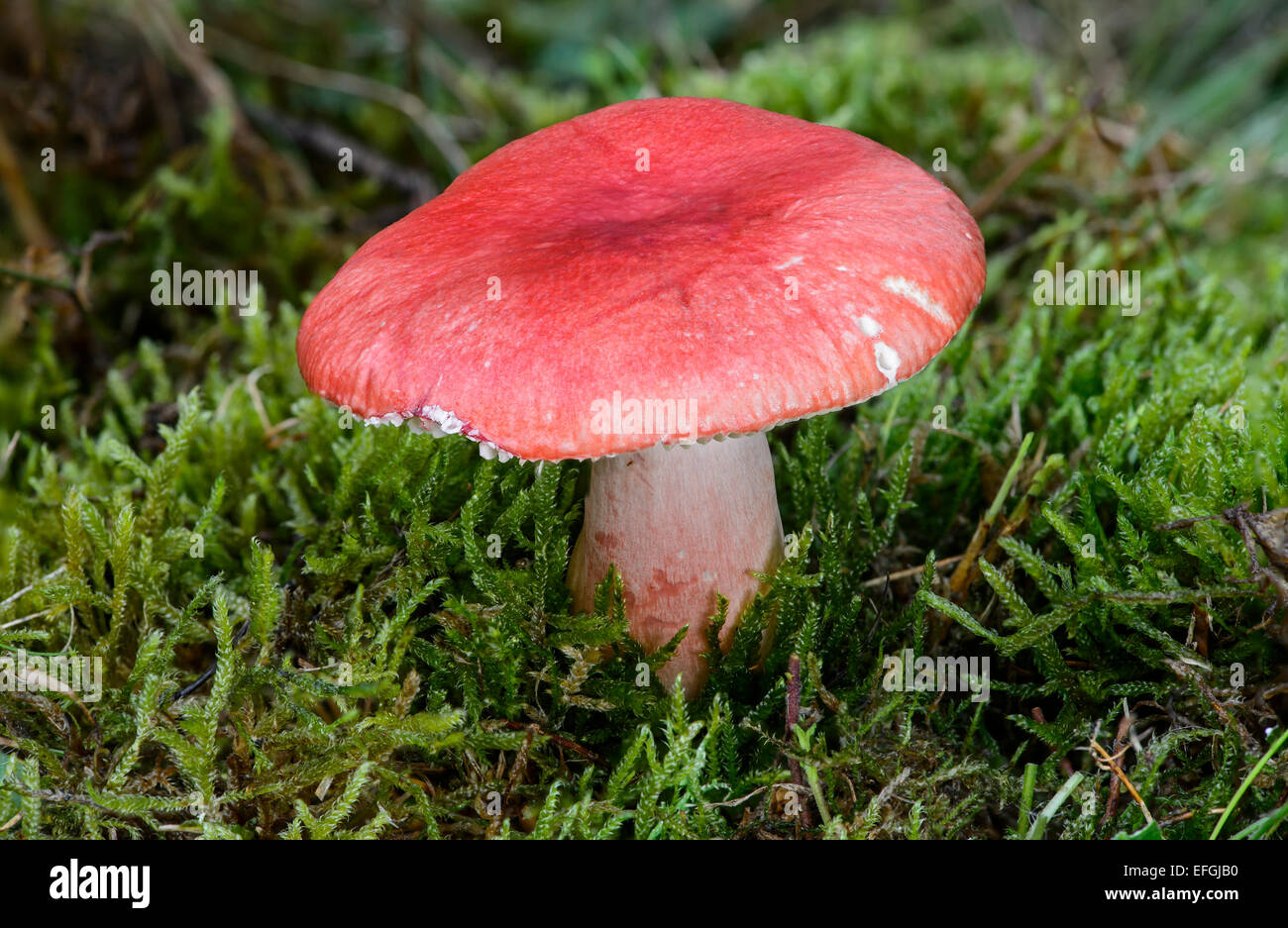 Bloody Brittlegill (Russula sanguinaria), mycorrhizal fungus, inedible