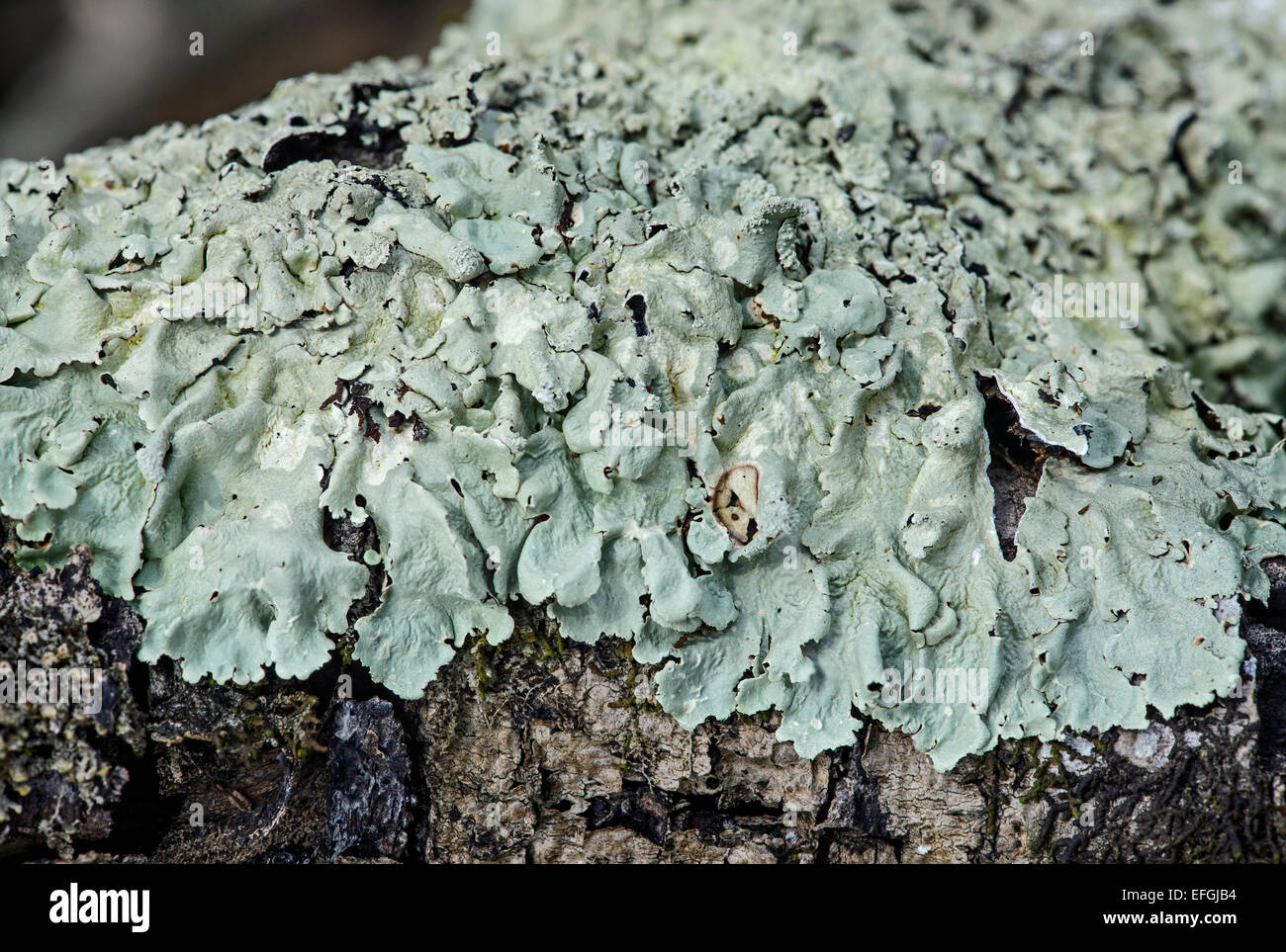 Parmelia tiliaceae lichen on the bark of a deciduous tree, Switzerland Stock Photo