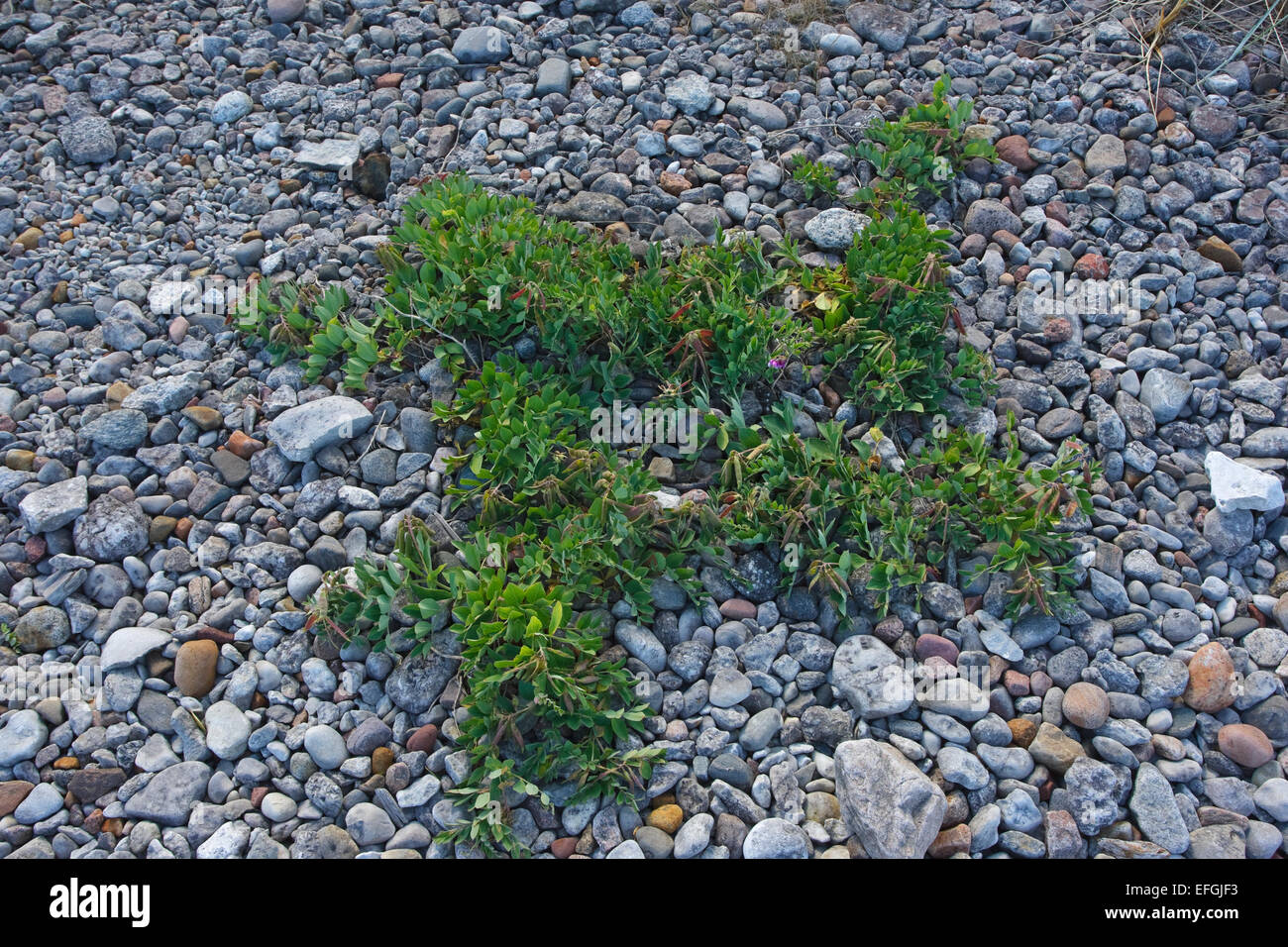 Flowering Sea Pea (Lathyrus japonicus ssp. maritimus), Holmudden-Skogsbo, Stock Photo