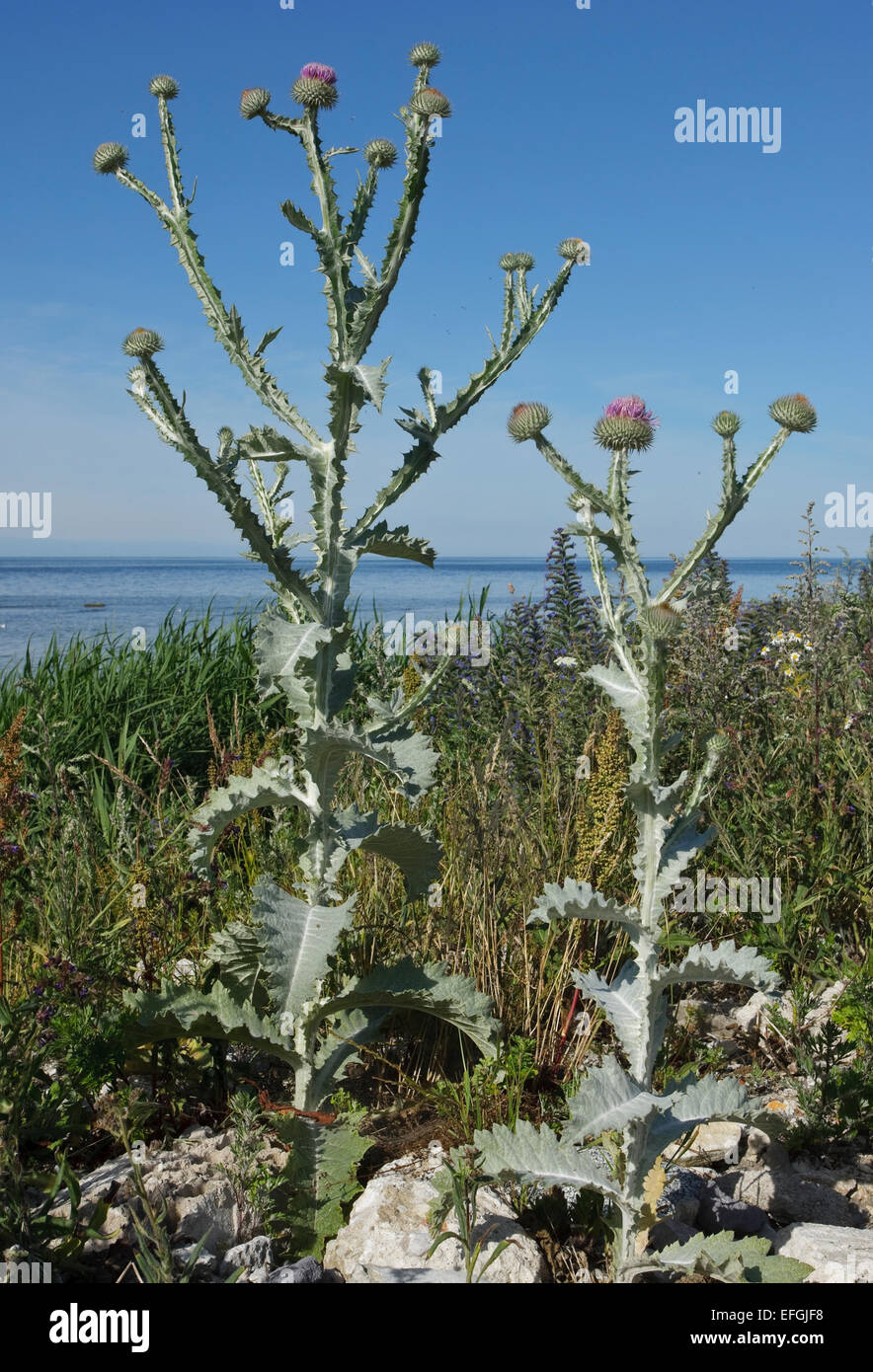 Flowering Cotton Thistle (Onopordum acanthium) Stock Photo