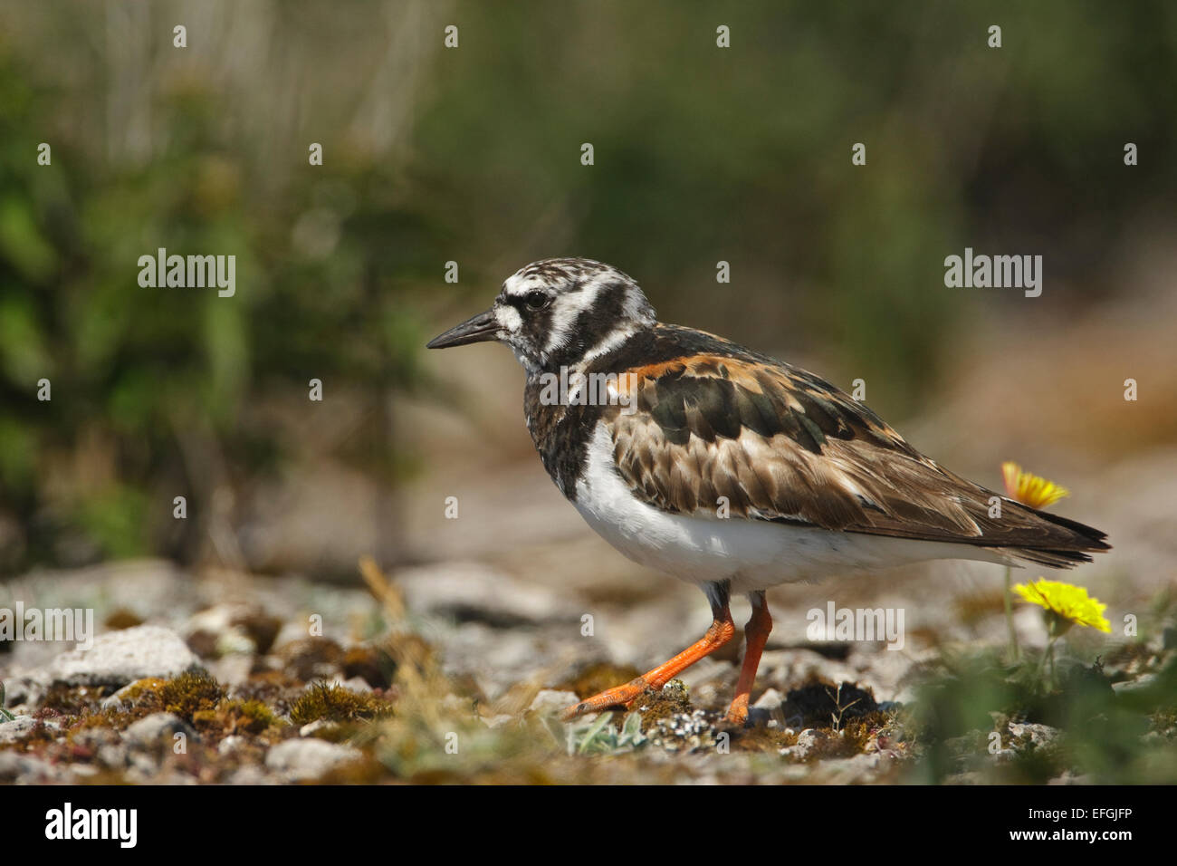 Turnstone summer standing hi-res stock photography and images - Alamy