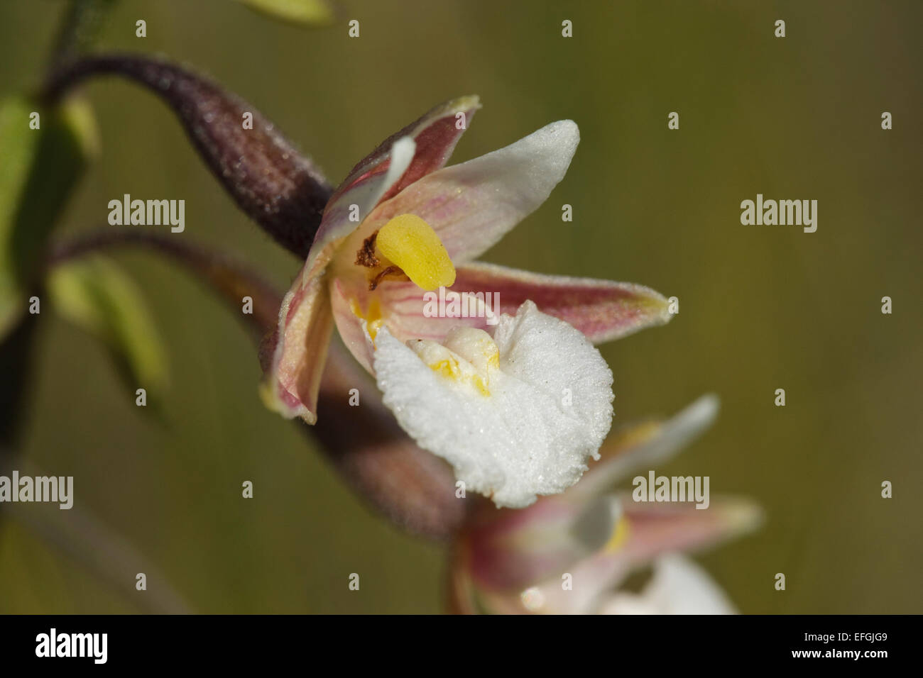 Flowering Marsh Helleborine (Epipactis palustris), Stock Photo