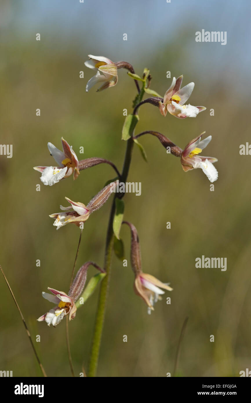 Flowering Marsh Helleborine (Epipactis palustris), Stock Photo