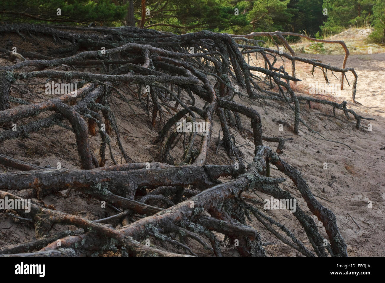 Pinus sylvestris roots hi-res stock photography and images - Alamy