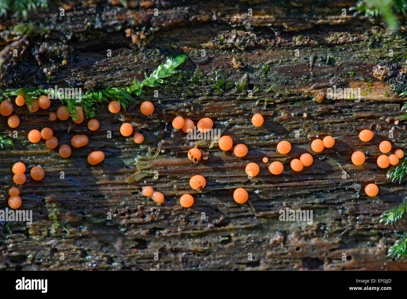 Trichia decipiens slime mold, saprobiont, inedible, Switzerland Stock Photo