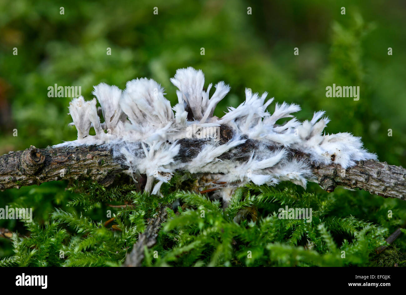 White Leather Coral (Thelephora penicillata), saprobiontic fungus, inedible, Switzerland Stock Photo